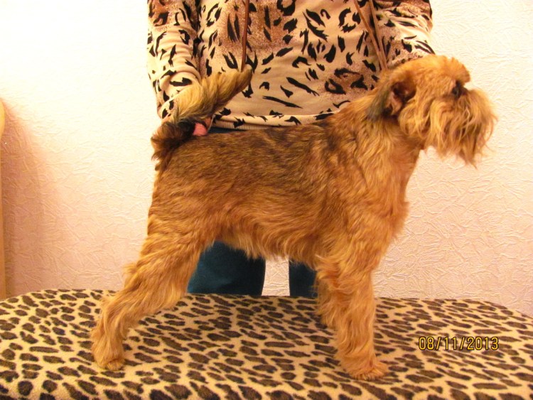 Услуги грумера в СПБ