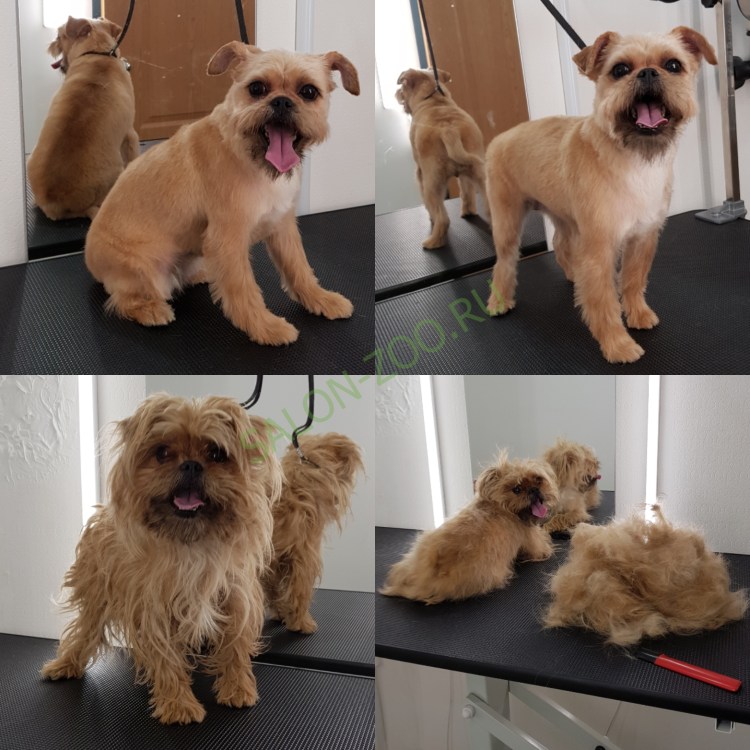 Гриффон порода тримминг