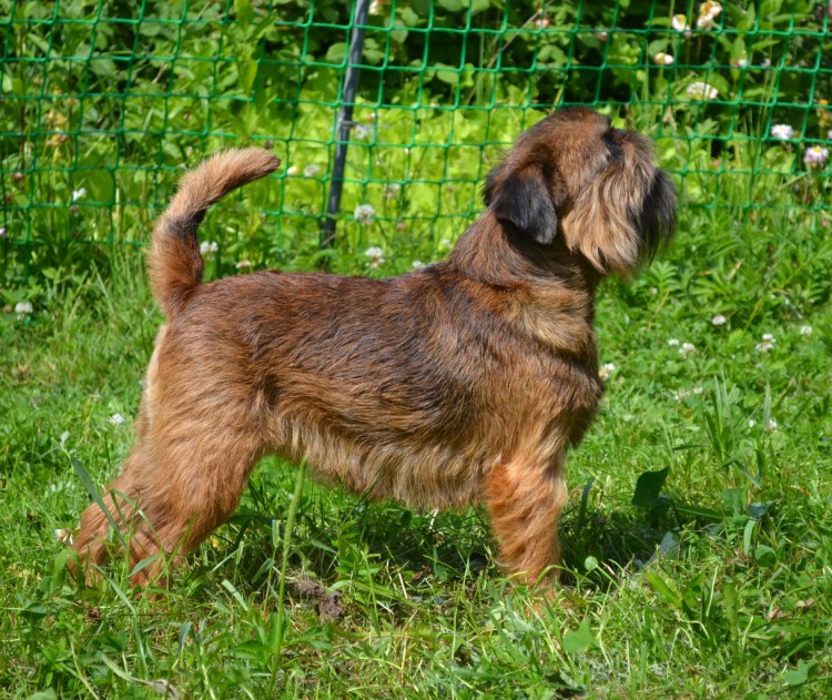 Хозяин с собакой Грифон