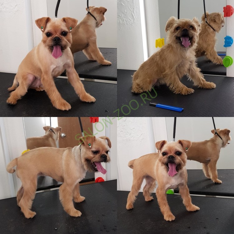 Стрижка гриффона под машинку