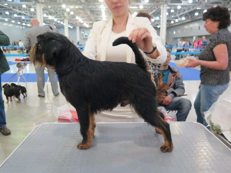 Оберштурмбантерьер фото