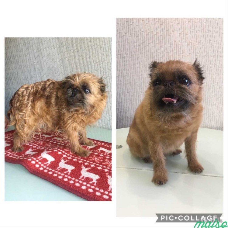 Гриффоны кобели Ярославская область ищут невест