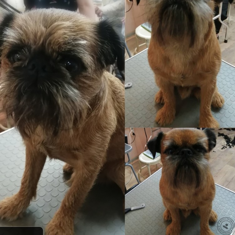 Стрижка бельгийский Грифон