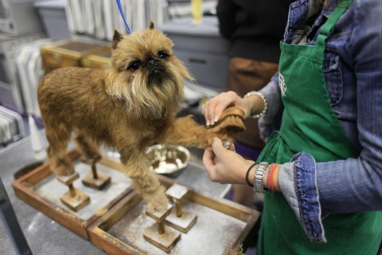 Брюссельский гриффон на белом фоне
