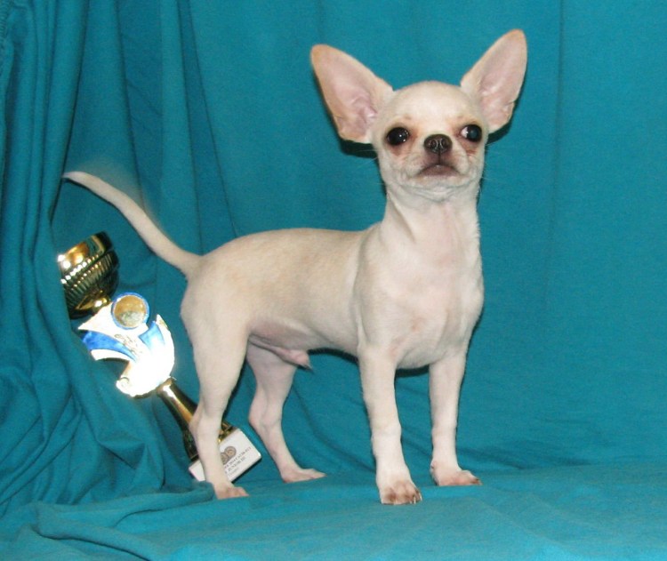 Груминг чихуахуа короткошерстных