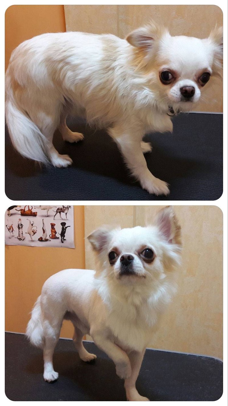 Хвост длинношерстного чихуахуа