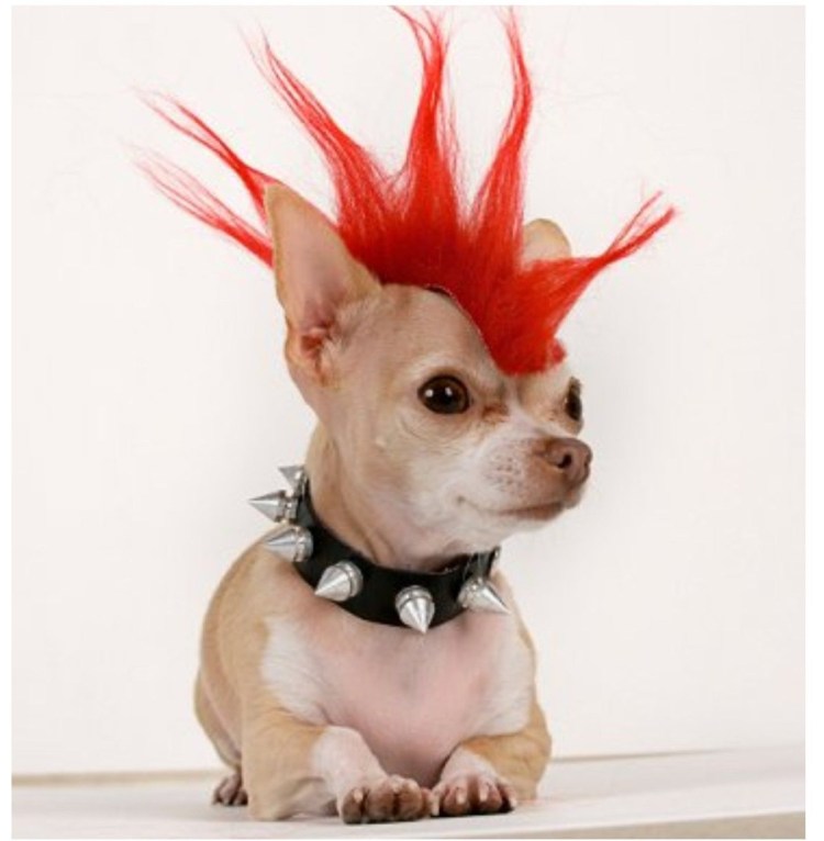 Стрижка чихуа длинношерстная