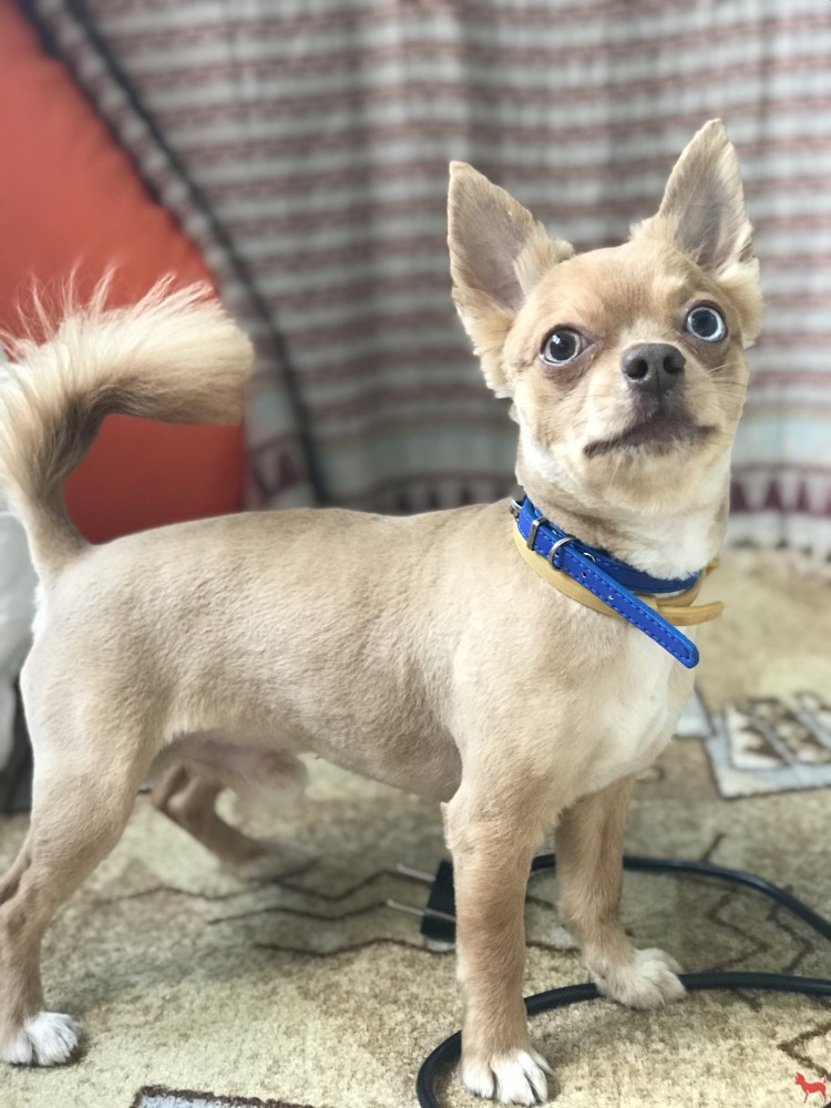 Стрижка чихуахуа длинношерстного