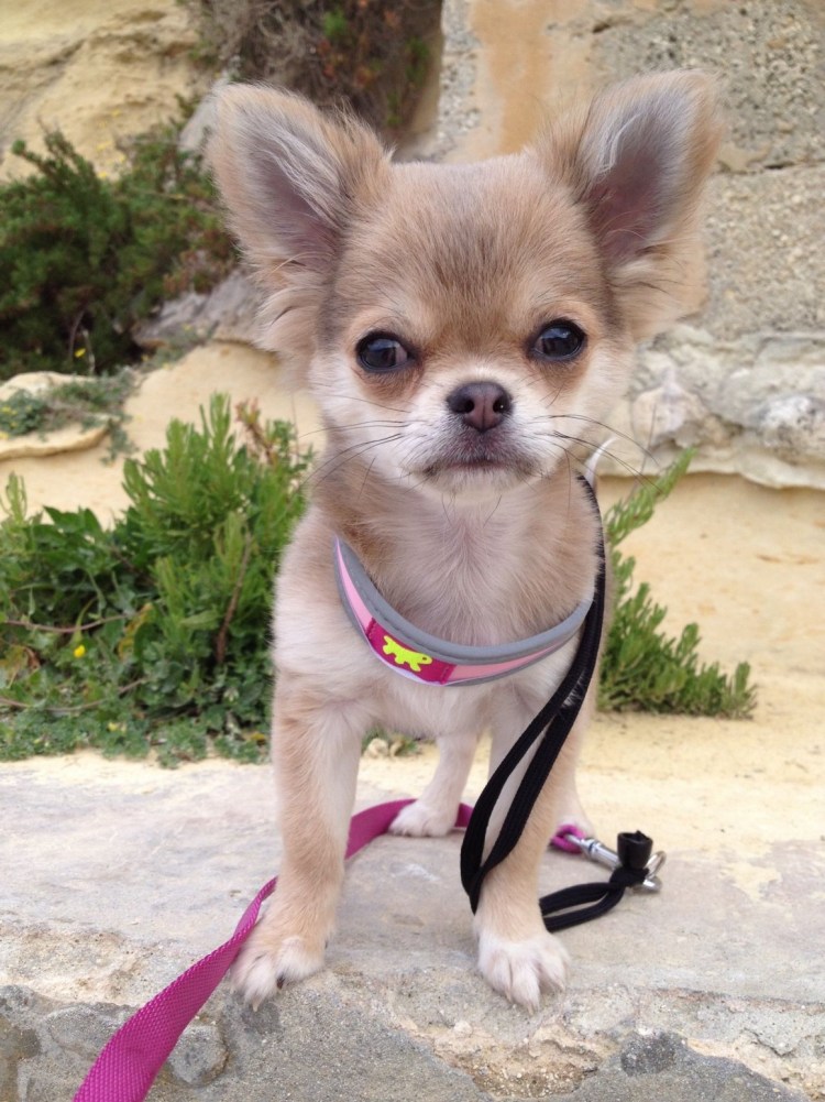 Стрижка чихуахуа длинношерстного