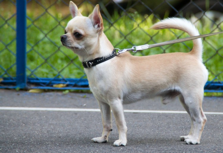 Груминг чихуахуа длинношерстных