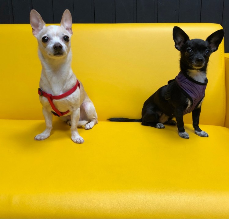 Грумминг чихуахуа длинношерстного