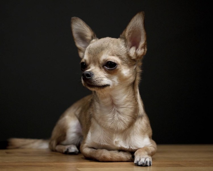 Стрижка чихуахуа длинношерстного подо Льва