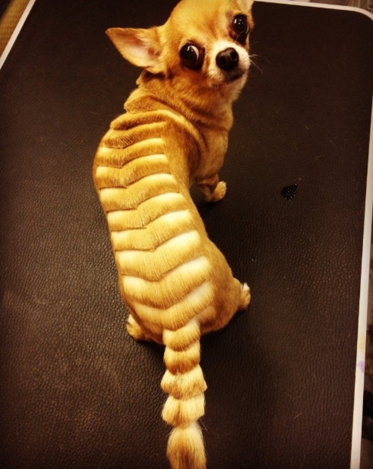 Стрижка собак чихуахуа