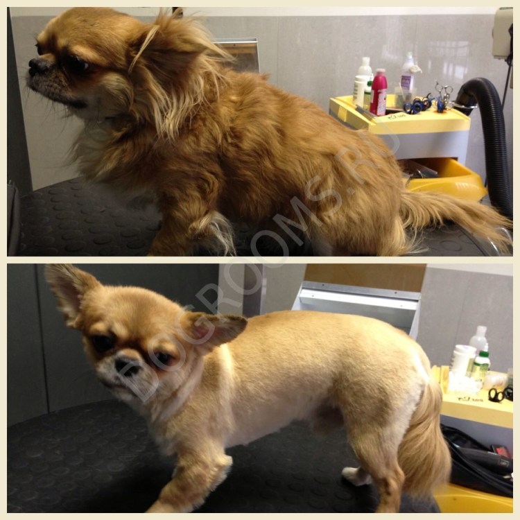 Чихуахуа длинношерстные породная стрижка