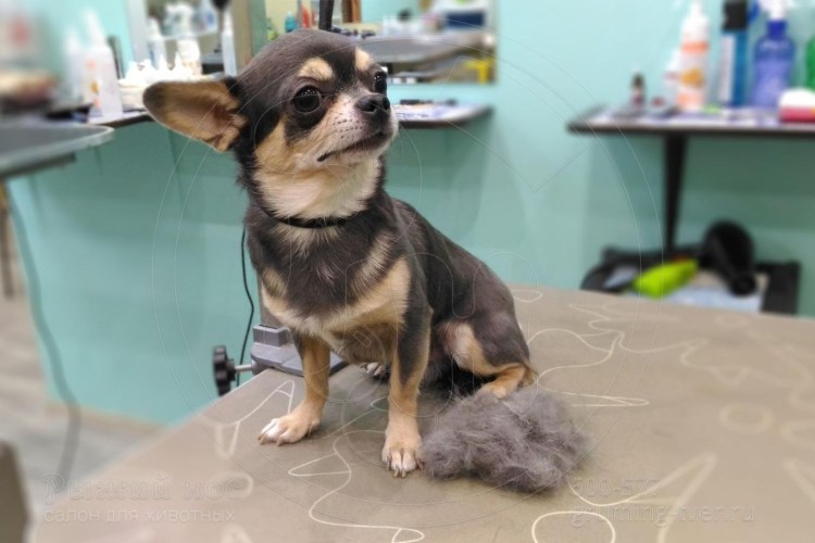 Длинношерстный чихуа 4 кг