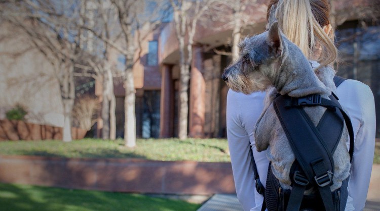 Рюкзак для цвергшнауцера