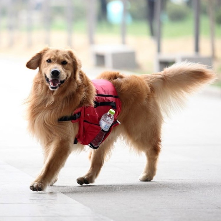 Рюкзак для собаки на спину