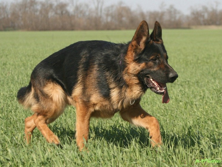 Немецкая овчарка