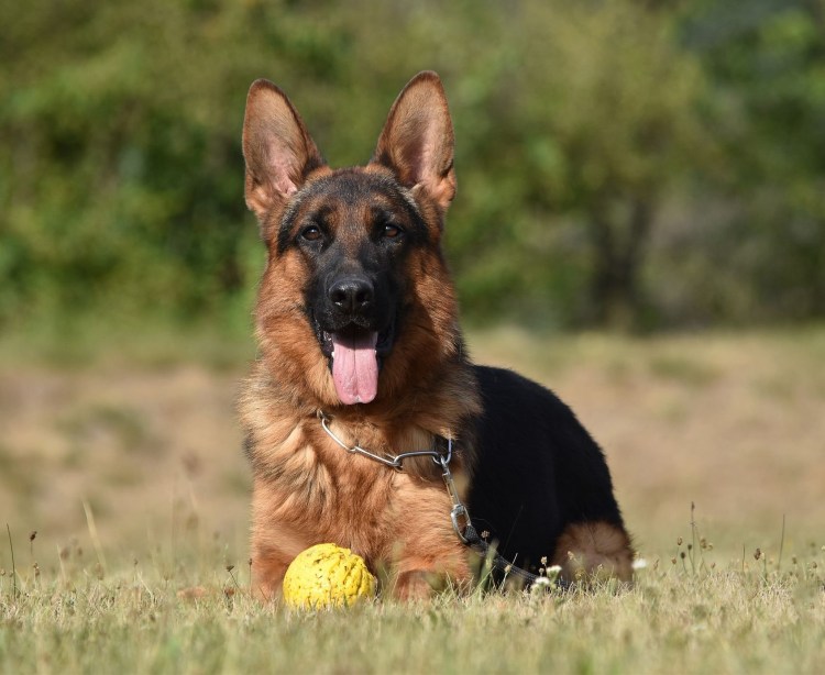 Баварская овчарка Shepherd