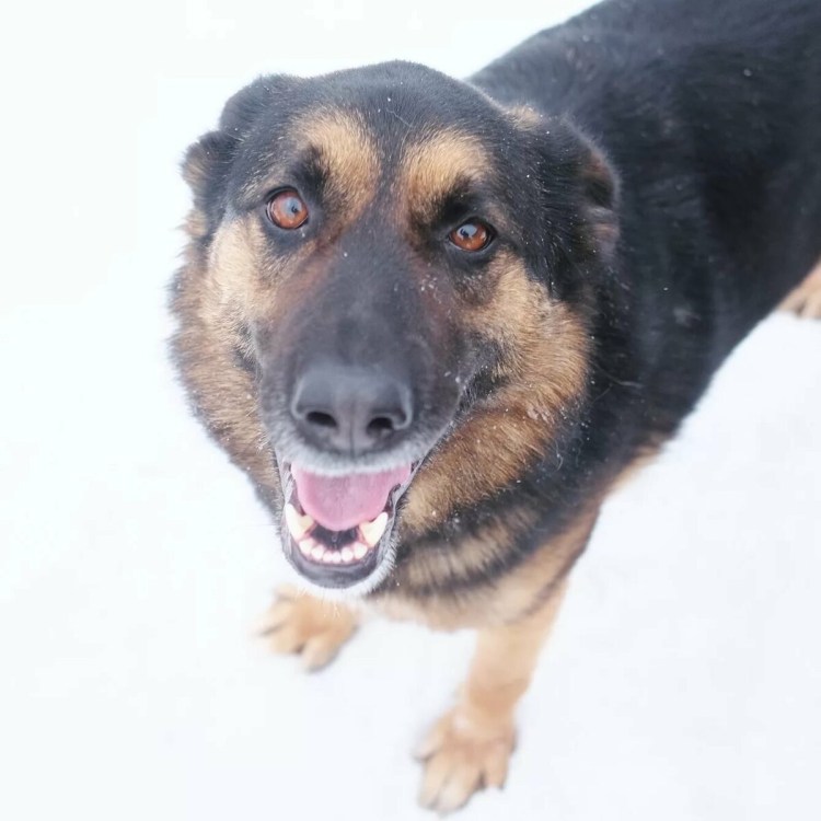 Статная немецкая овчарка