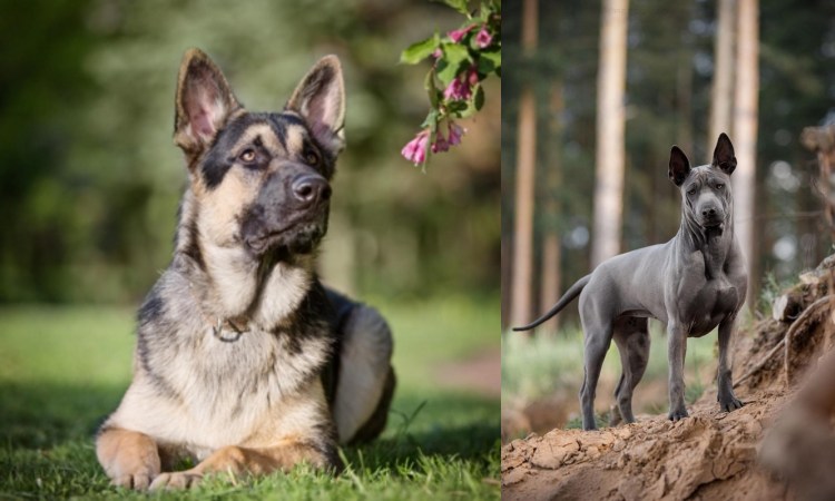 Германская медвежья овчарка