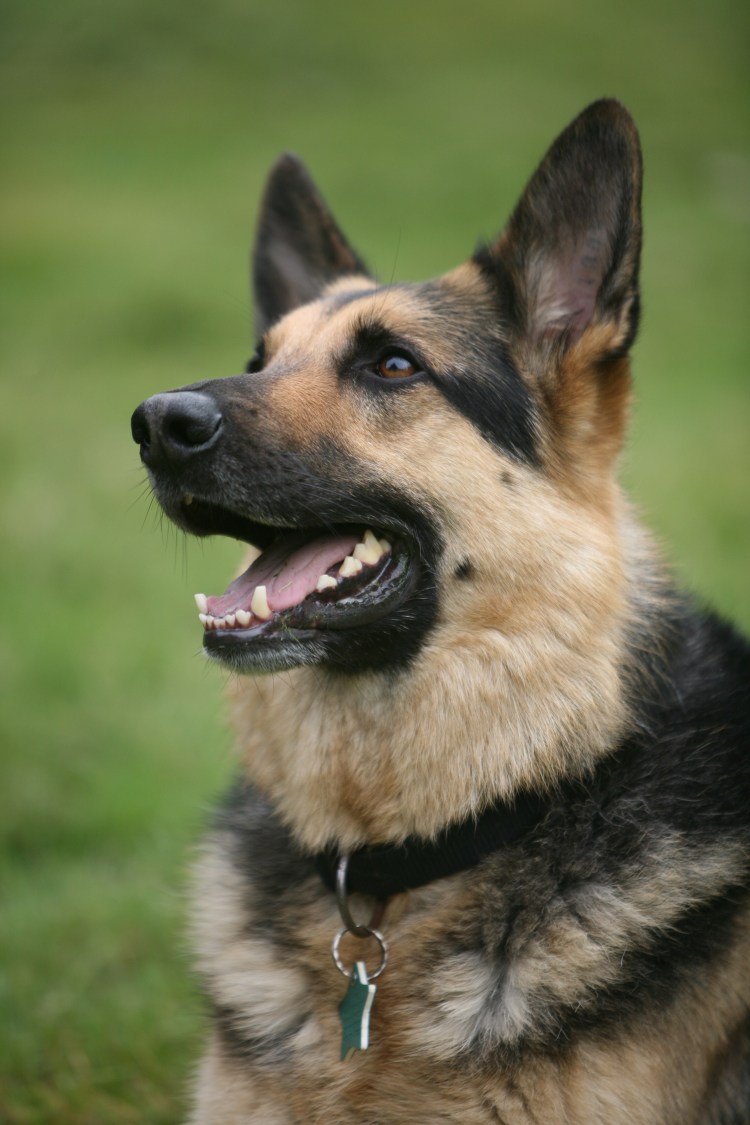 Гектор немецкая овчарка