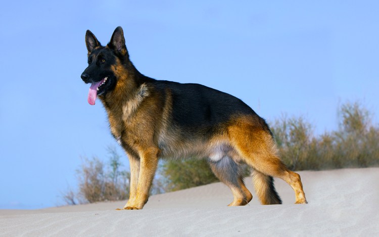 Порода собак Восточно-европейская овчарка