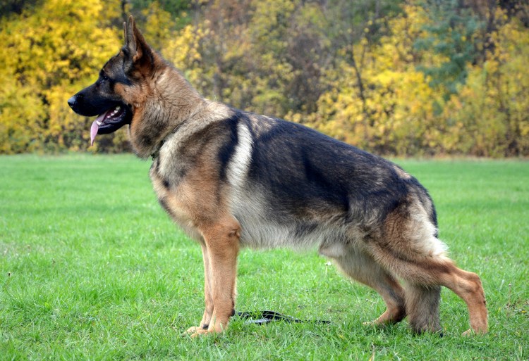 Восточноевропейская овчарка / vostochnoevropeiskaya Ovcharka (East European Shepherd Dog) к