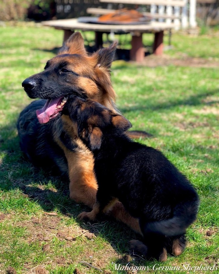 Пёс породы немецкой овчарки