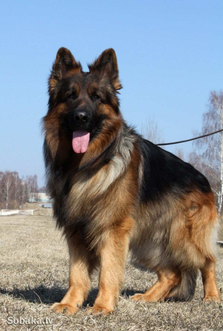 Метис овчарки