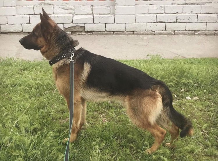 Куньминская овчарка