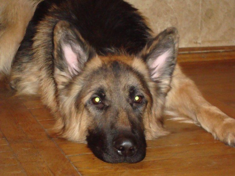 Собака немецкая овчарка