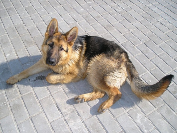 Породы собак немецкая овчарка