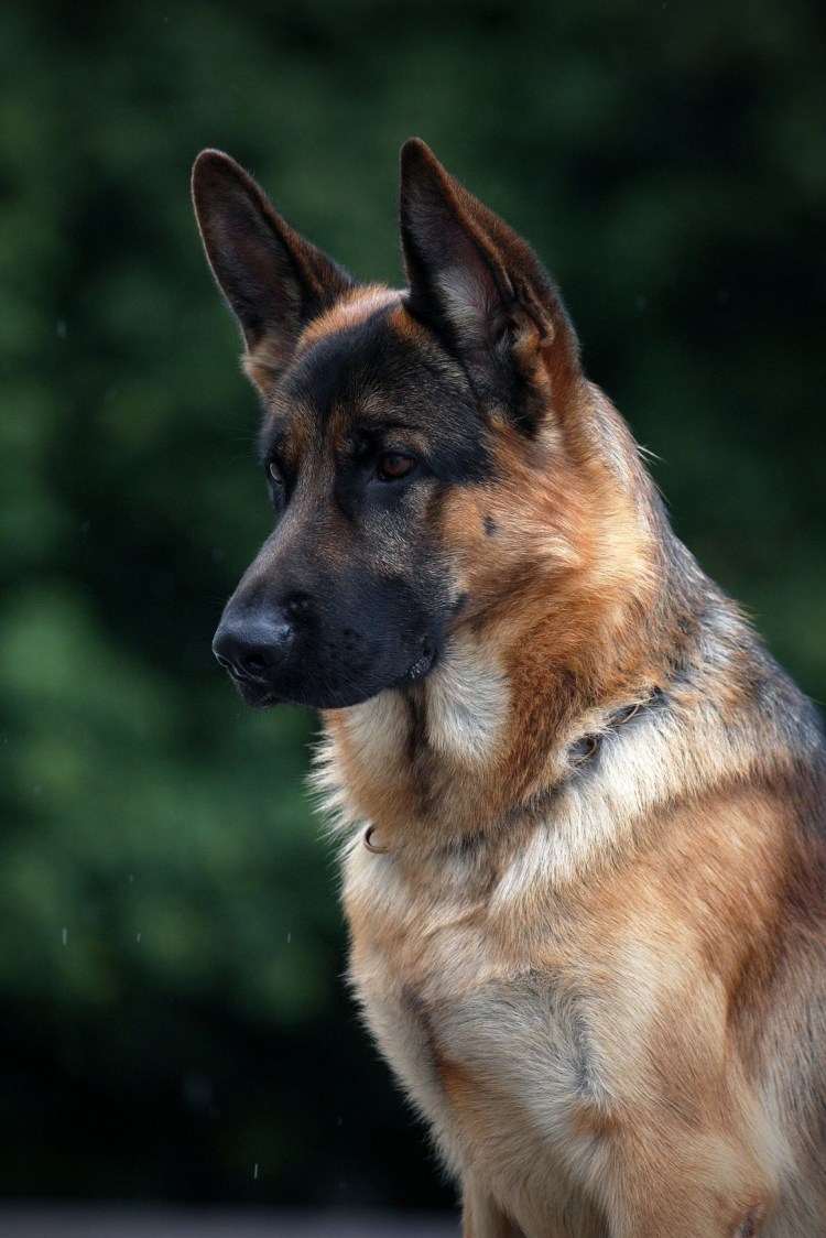 Старонемецкая овчарка длинношерстная