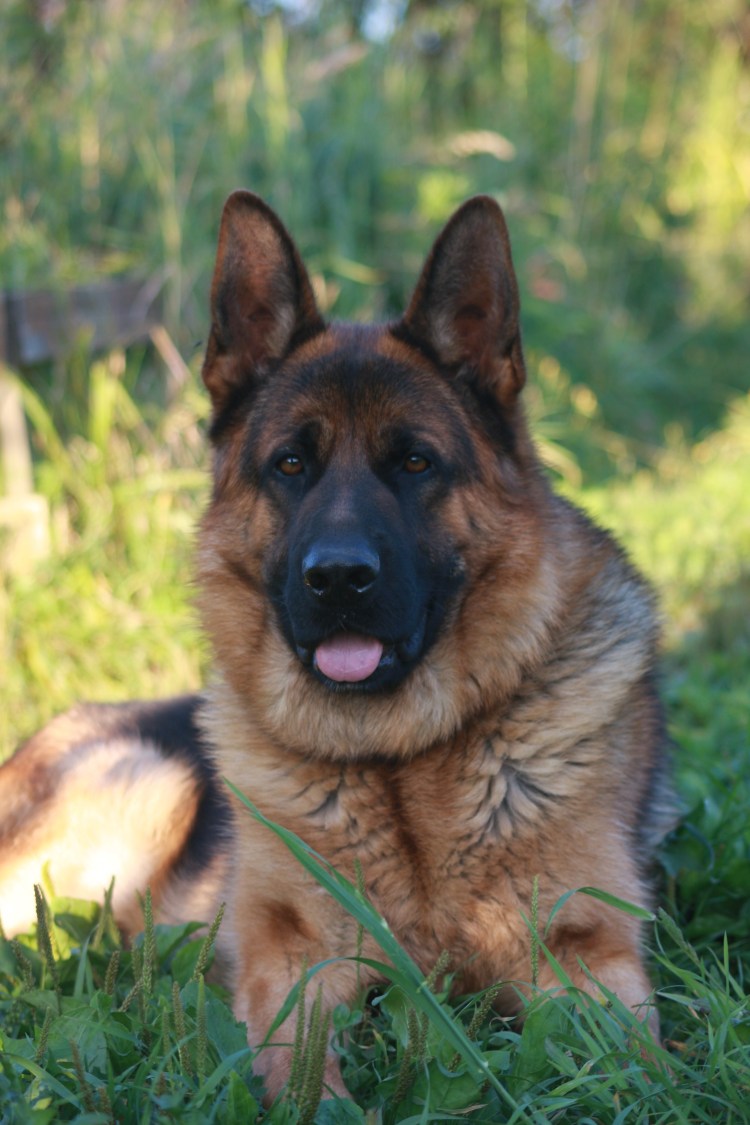 Щенки немецкой овчарки короткошерстные