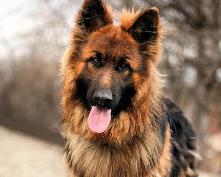 Щенок немецкой овчарки 2 месяца