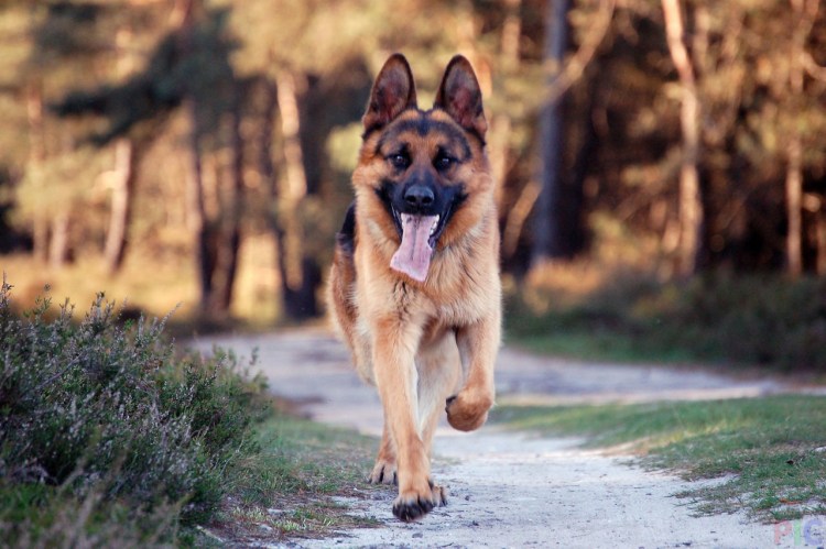 Бельгийская овчарка черная короткошерстная