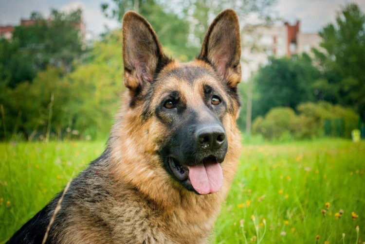 Немецкая овчарка кобель 3 месяца