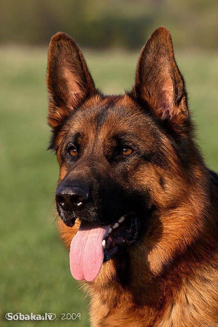 German Shepherd немецкая овчарка