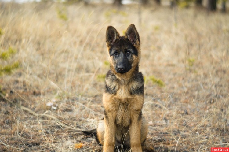 Овчарка Сарлууз Вульфхаунд