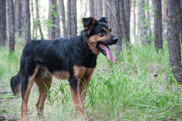 Шеппердино карликовая овчарка