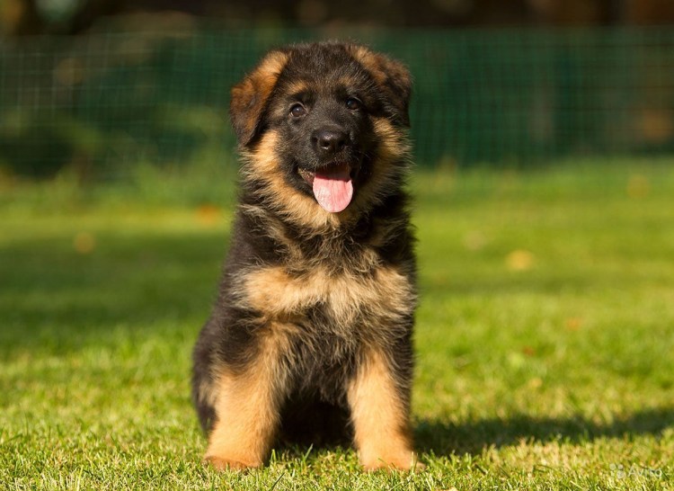 Породы собак немецкая овчарка