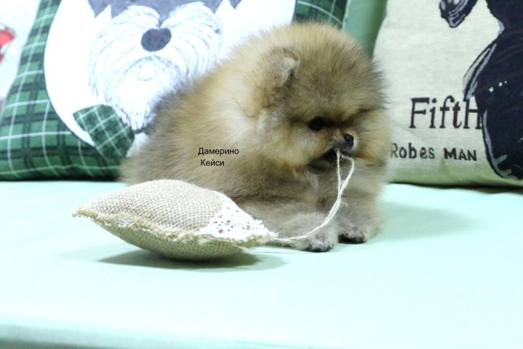 Корнилова Анна Анатольевна