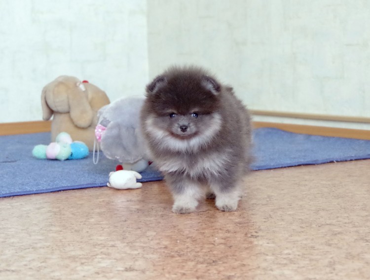 Питомник померанских шпица кукольный Тип