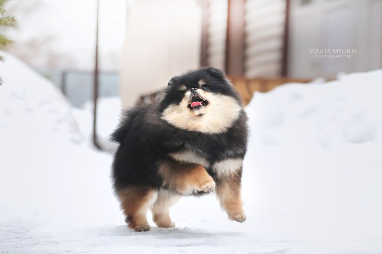 Корнилова Анна Владимировна РУДН