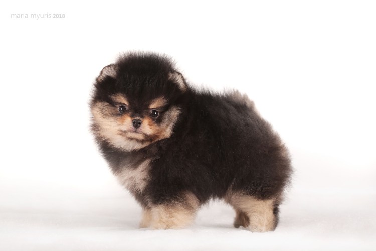 Шпицы Камская Жемчужина