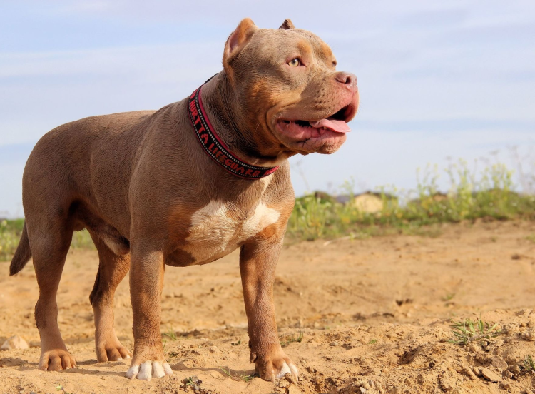 Американский булли покет