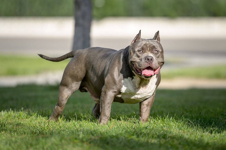 Американский булли "XL" (XL)