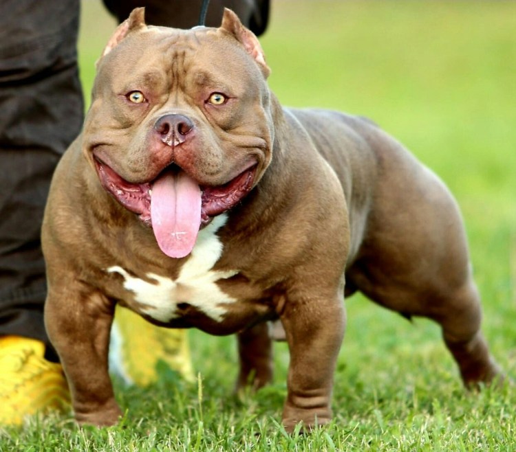 Американский бульдог булли