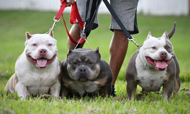 Американский булли покет